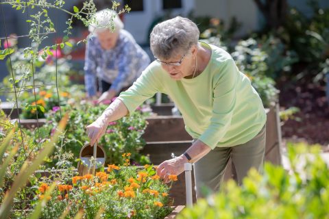 Two elderly women gardening outdoors, tending to vibrant orange flowers in raised garden beds on a sunny day—an inviting glimpse into the fulfilling living options available for seniors who enjoy active, outdoor lifestyles.